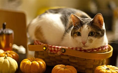 Thanksgiving Cat Desktop Wallpapers - Top Free Thanksgiving Cat Desktop ...