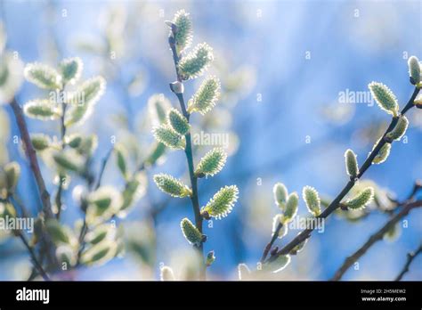 Pussy Willow Branches With Catkins Spring Background Stock Photo Alamy