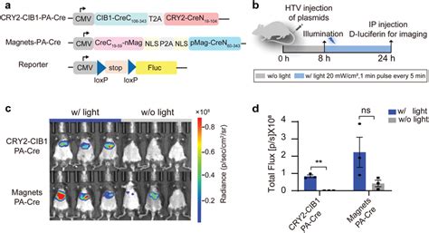 Comparison Of Light‐dependent Recombination Mediated By Download