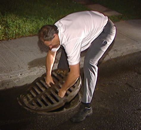 Ducklings Rescued From Gatineau Sewer Cbc News