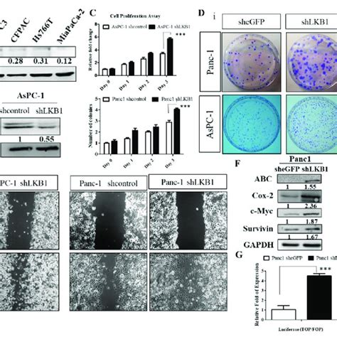 Knockdown Of Lkb1 Promotes Cell Proliferation And Migration Invasion