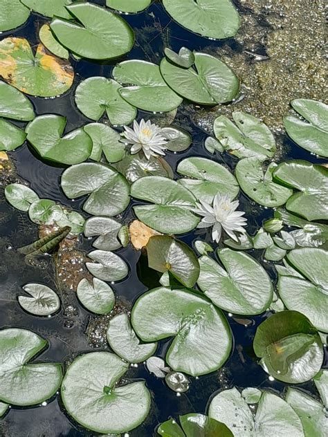 Water lilies, oil painting stock photo. Image of water - 294112222