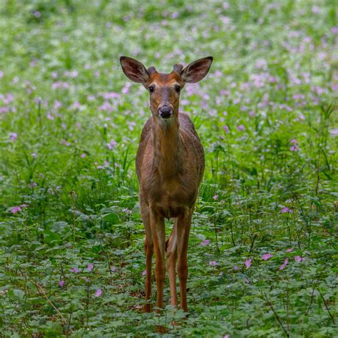 Deer On Snow Field · Free Stock Photo