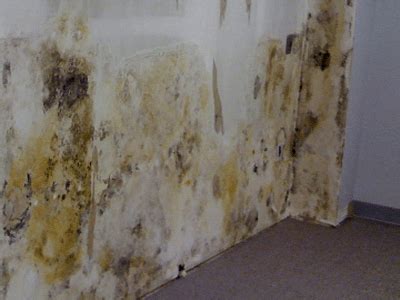 Mold Removal Springfield: Black Mold Removal Products Available For Sale