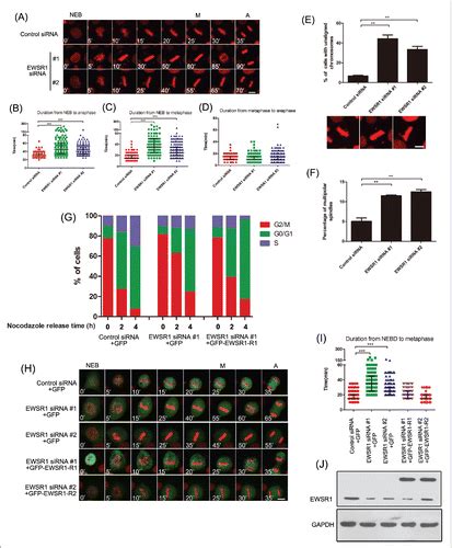 Full Article Ewsr1 Regulates Mitosis By Dynamically Influencing