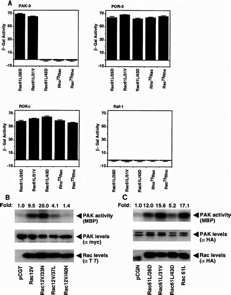 Rac Effector Domain Mutants Are Impaired In Pak Binding And