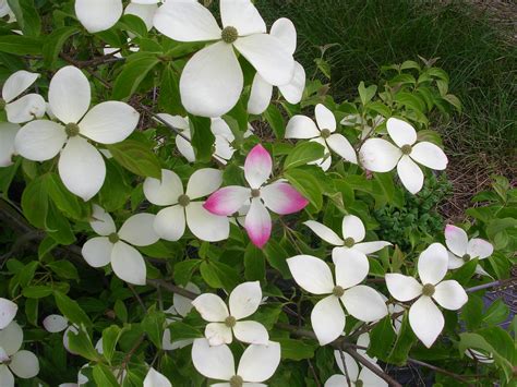 Cornus à fleurs Pépinière Orieux