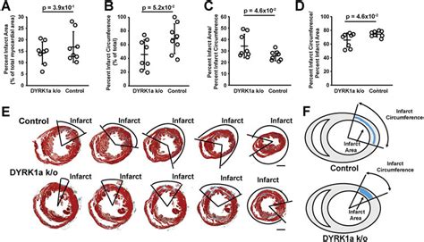 Inhibition of DYRK 1a Enhances Cardiomyocyte Cycling After Myocardial ... 