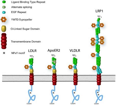 ヒトLDLレセプター定量キット Human LDLRLDL Receptor ELISA Kit フナコシ