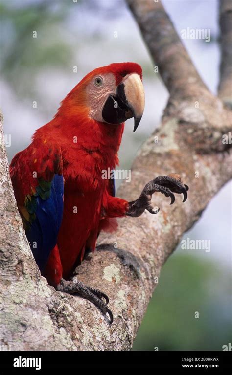 BRAZIL, AMAZON RIVER, SCARLET MACAW Stock Photo - Alamy