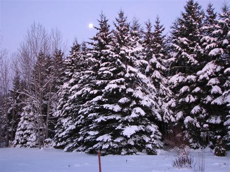 Moon Over The Snowy Trees Moon Is Still In The Sky As Morn Flickr