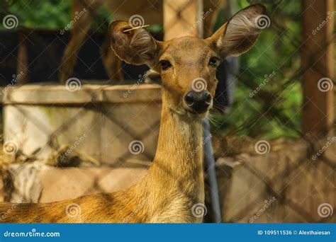 Deer Is Trapped In A Cage Stock Photo Image Of Animal 109511536