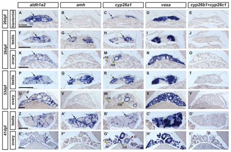 In Situ Hybridization On Adjacent Sections Of Animals Representing The