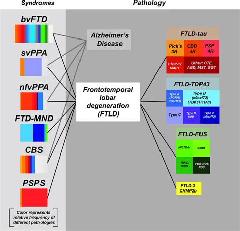 Relationship Between Clinical Syndromes And Neuropathology