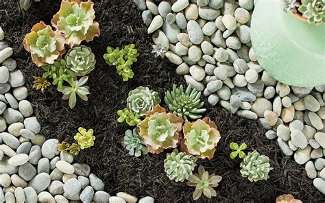 Mexican Beach Pebbles Bordering A Succulent Planting Bed Landscaping