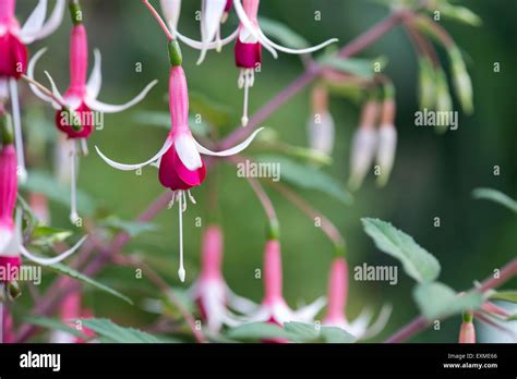 Fuchsia ‘Checkerboard’ flowers Stock Photo - Alamy