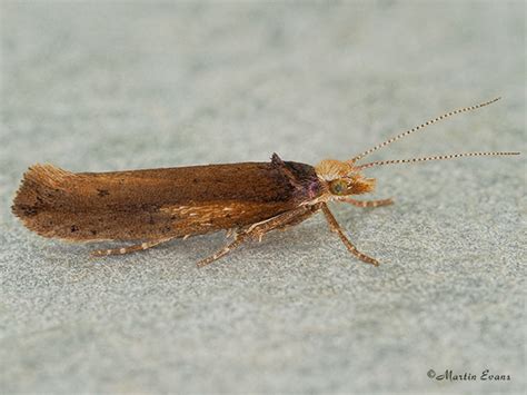 Ypsolopha Parenthesella