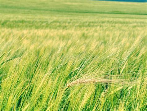 Campo Hermoso Del Centeno O De La Cebada Campo De Grano En Verano