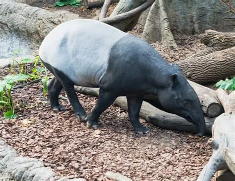 10 Tapir Facts About The Primitive Herbivore