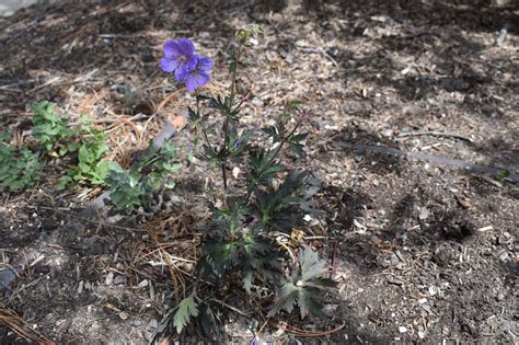 Boom Chocolatta Cranesbill