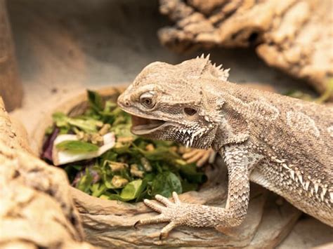 What Vegetables Can A Bearded Dragon Eat Reptile District