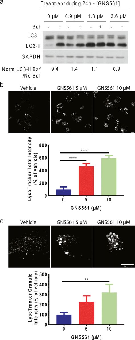 Inhibition Of The Autophagy Flux And Induction Enlarged Lysosome