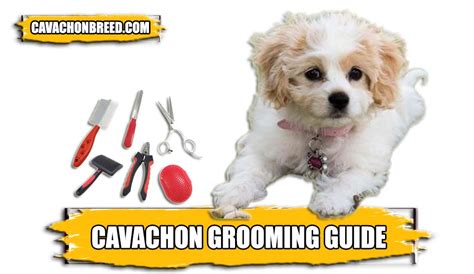 Cavachon Grooming Guide - Brushing, Nail Clipping, Bathing, & More - Cavachon Breed