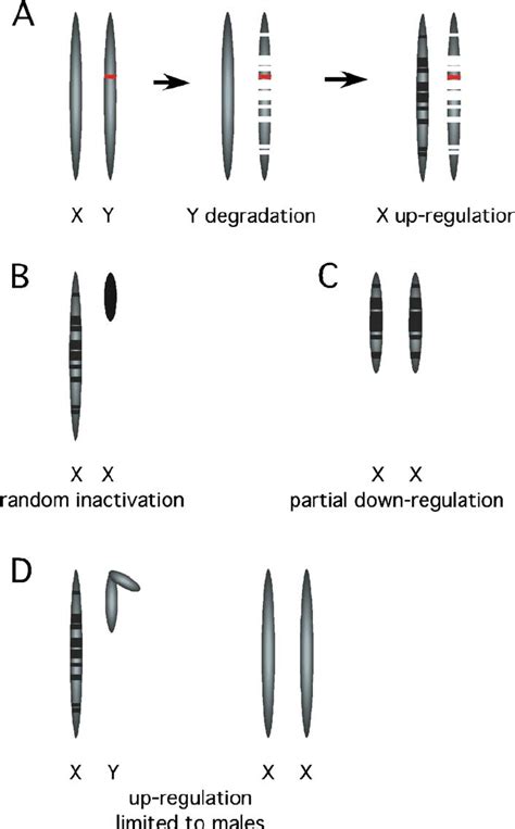 The Origin And Dosage Compensation Of Differentiated Sex Chromosomes