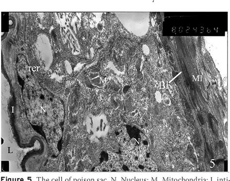 Figure 5 from Investigation of Poison Gland of Sphex flavipennis ...