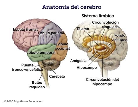 Qué parte del cerebro controla las emociones Descúbrelo