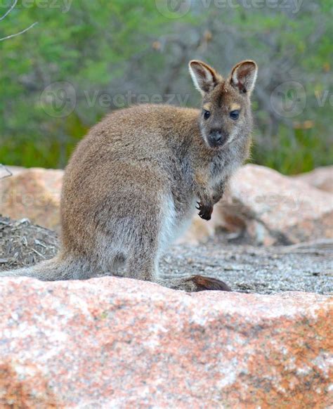 Kangaroo - Wallaby in Tasmania Australia 841958 Stock Photo at Vecteezy