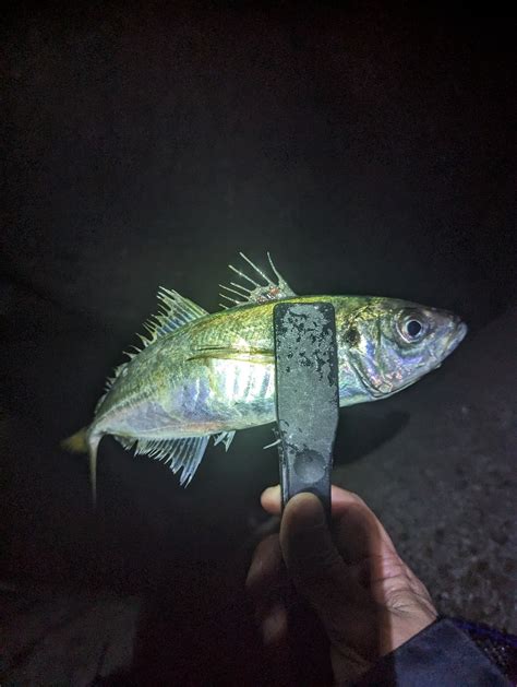 陸っぱり釣行記 三重県 国崎 アジング アジ 陸っぱり 釣り・魚釣り 釣果情報サイト カンパリ