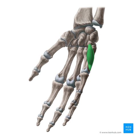 Opponens digiti minimi of hand: Origin, insertion, action | Kenhub