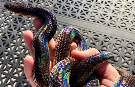 The Spectacular Scales Of The Sunbeam Snake Pet Snake Snake Cute Snake