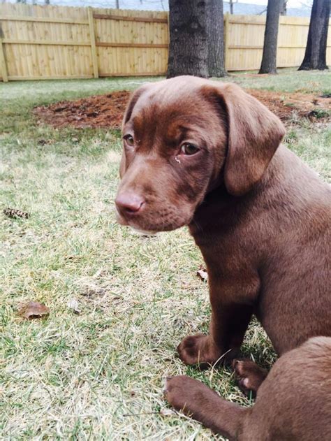 Chocolate Labrador Retriever And Hound Mix