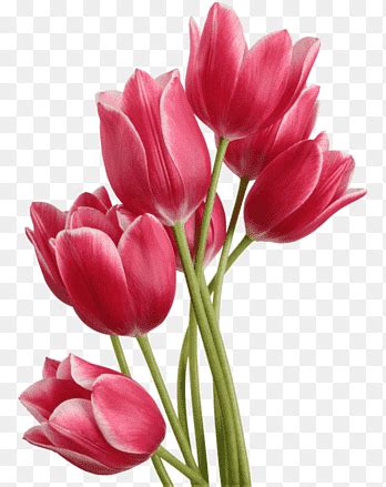 Tulip Png Images Pngegg