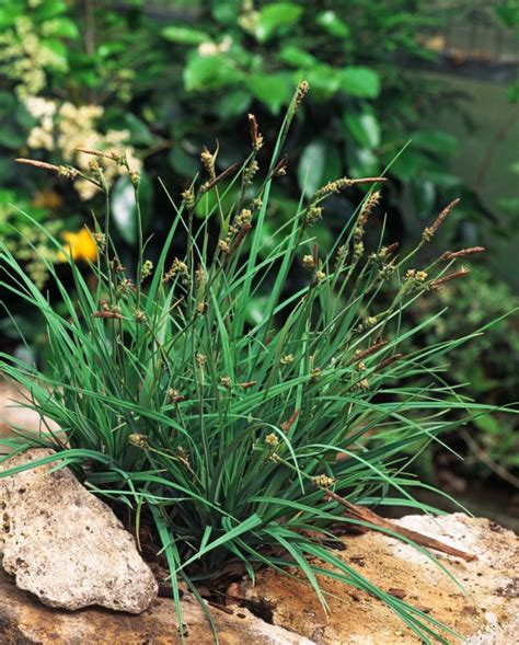 Carex Panicea P9 Cm