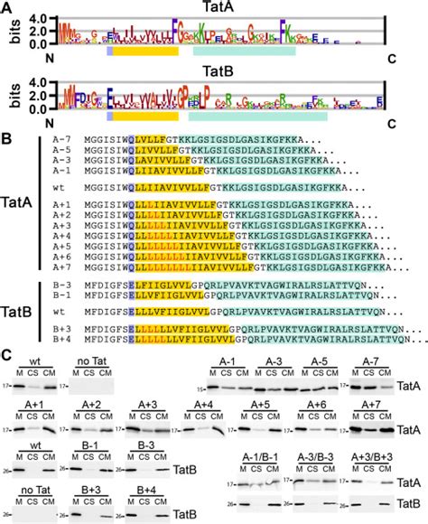 TatA And TatB Generate A Hydrophobic Mismatch Important For The