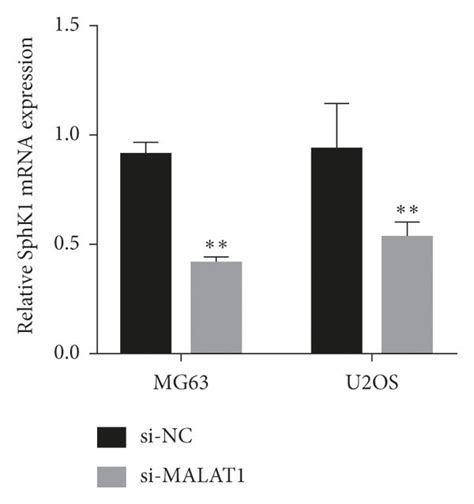 Identifying The Regulatory Relationship Between Malat1 Mir 124 3p And