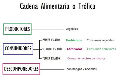 Cadena Alimentaria O Tr Fica Autotrofos Y Heterotrofos Ciencia