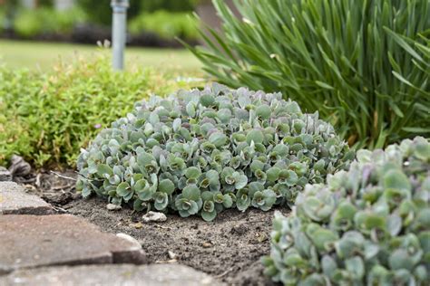 Rock N Round Popstar Stonecrop Sedum Hybrid Proven Winners