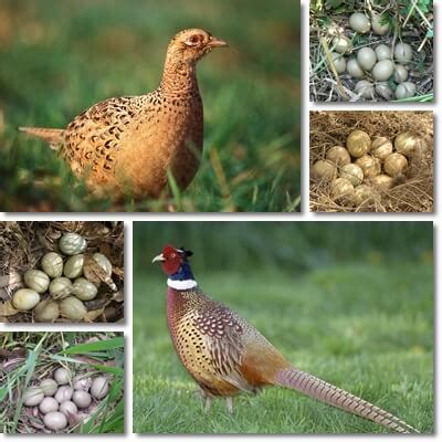 Properties and Benefits of Pheasant Eggs - NatureWord