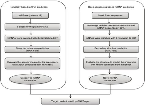 Flow Chart Of Microrna Mirna Identification In Panax Ginseng Both