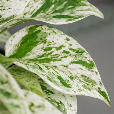 Top Affordable Variegated Houseplants Teak And Terracotta