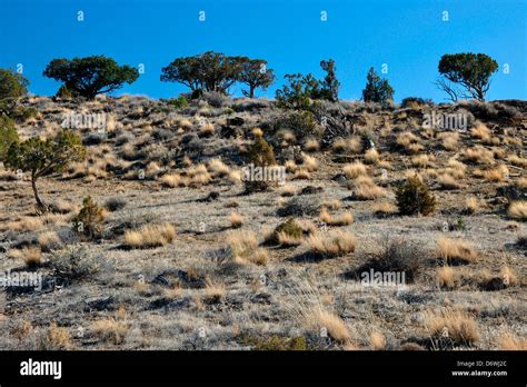 Vegetation in a desert, Colorado, USA Stock Photo - Alamy