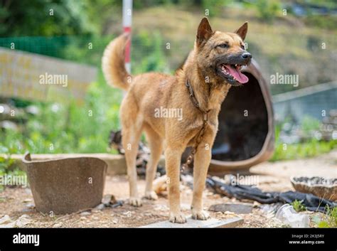 The local dog in rural China -- the Chinese pastoral dog Stock Photo - Alamy