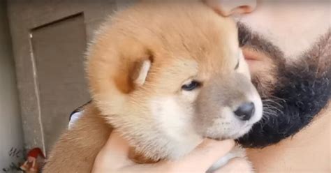 Il Cucciolo Di Shiba Inu Assonnato Fa Gli Sbadigli Più Teneri Del Mondo Video