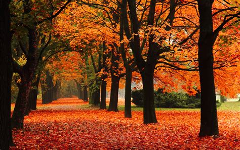 Fonds D Cran Parc All E Arbres L Automne Les Feuilles Rouges