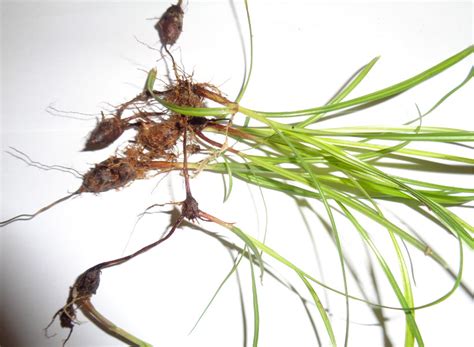 Nut Grass Cyperus Rotundus Dehrydrated Dried Tubers Cyperaceae Nutsedge Java Mustaka Abda Ambuda