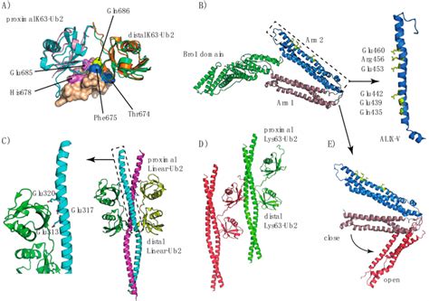 A Different X Ray Structures Of The Tab2nzflys63 Ub2 Complex Pdb